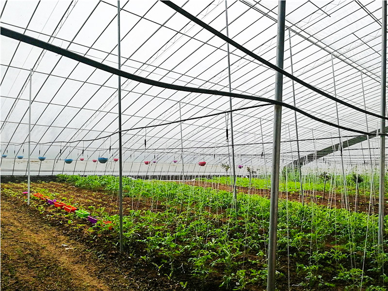 冬暖式溫室大棚